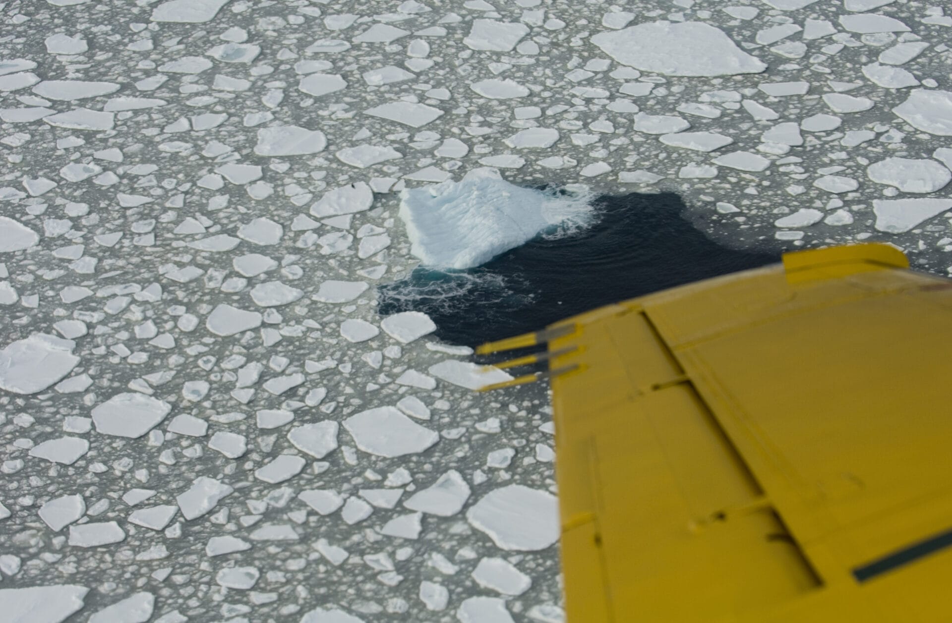Ice pans in the Atlantic ocean viewed from an aircraft flying over them. The wing of the aircraft is visible.